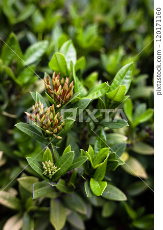 Small flowers in groups for garden decoration. Chinese ixorais growing and blooming in the garden on a sunny day. 120171160