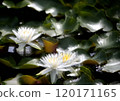 睡蓮鮮花 120171165