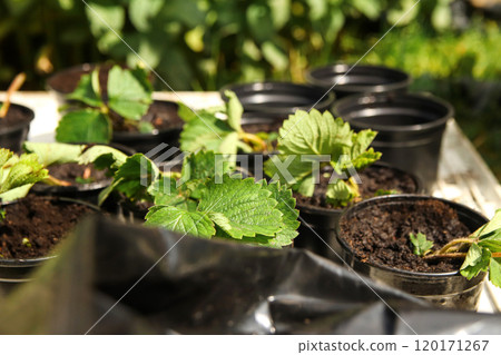 A close-up shot of a strawberry seedling in a small pot, with bright green leaves emerging from the soil. nurturing and growth, with the promise of fresh strawberries to come A close-up shot of a strawberry seedling in a small pot, with bright green leaves emerging from the soil. nurturing and growth, with the promise of fresh strawberries to come 120171267