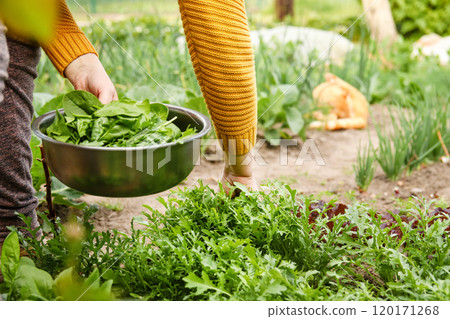 A woman holding a bowl of fresh spinach, sitting on a bed surrounded by a vegetable garden. The greens in the bowl are freshly harvested, showcasing vibrant spinach leaves A woman holding a bowl of fresh spinach, sitting on a bed surrounded by a vegetable garden. The greens in the bowl are freshly harvested, showcasing vibrant spinach leaves 120171268