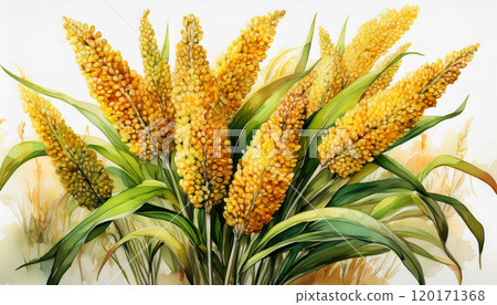a cluster of millet plants, featuring golden yellow seed heads and lush green leaves, botanical illustration beautifully captures, watercolor painting, agricultural, botanical, education, AI-generated 120171368