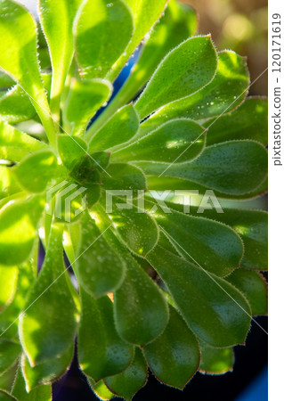 Green leaves of the Aeonium Spitz flower. Houseplant succulent. Natural background. 120171619