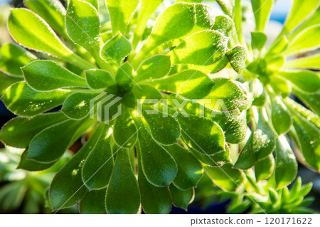 Green leaves of the Aeonium Spitz flower. Houseplant succulent. Natural background. 120171622