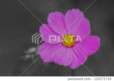 Flowers around the house, various in the four seasons, cosmos field, delicate flowers swaying in the autumn breeze, pink cosmos shining in the refreshing light 120171716