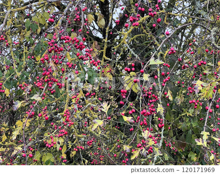Hawthorn red berries grow on a bush. Hawthorn red berries in nature, autumn seasonal background. Crataegus monogyna. Hawthorn. Branches with leaves and red berries in autumn.  120171969