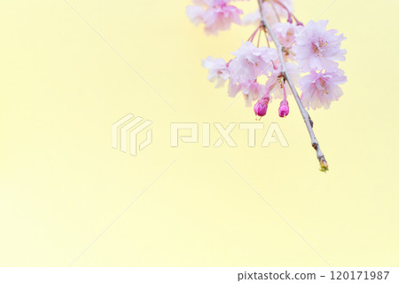 淺黃色背景蓬鬆垂枝櫻花枝的特寫 120171987