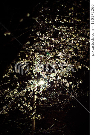 Cherry blossoms floating in the streetlights Cherry blossoms floating in the streetlights 120172266