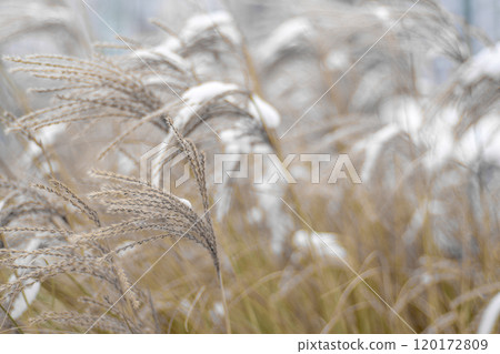 Miscanthus under the snow in winter. Garden plant 120172809