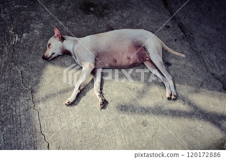 狗睡在路上 120172886