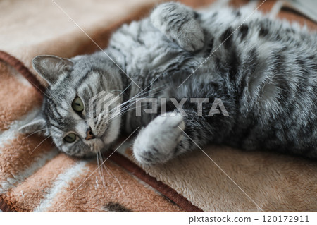 Cute tabby cat lying in bed. Funny home pet. Concept of relaxing and cozy wellbeing. Sweet dream. Cute tabby cat lying in bed. Funny home pet. Concept of relaxing and cozy wellbeing. Sweet dream. 120172911