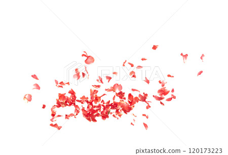 Red rose petals falling romantic white background isolated with real photo red rose flower petals flying. Love, romance floral spring season, wedding invitation red rose petals in mid air 120173223