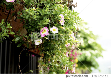 屋簷附近的盆栽植物中盛開的卡拉布拉科阿糖果粉色魔法花 120173345