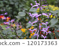 Plectranthus Mona Lavender 120173363