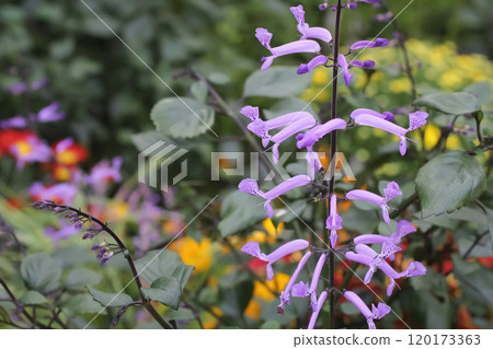 Plectranthus Mona Lavender 120173363