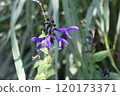 Salvia 120173371