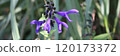 Salvia 120173372