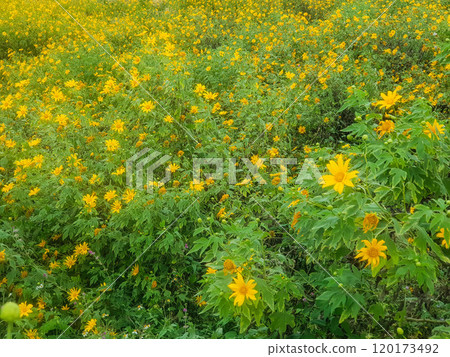 Soft Focus, Flower field stachydrine chrysanthemum Bright yellow is grown for drying to make stachydrine chrysanthemum tea as stachydrine chrysanthemum Soft Focus, Flower field stachydrine chrysanthemum Bright yellow is grown for drying to make stachydrine chrysanthemum tea as stachydrine chrysanthemum 120173492