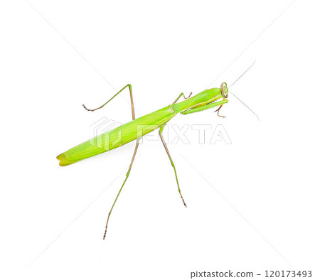 grasshopper. green grasshopper isolated on a white background grasshopper. green grasshopper isolated on a white background 120173493