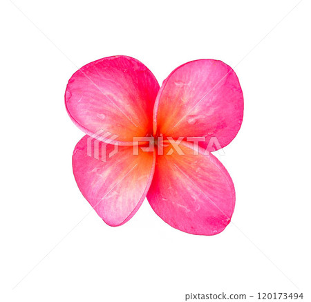 single red frangipani isolated white background 120173494