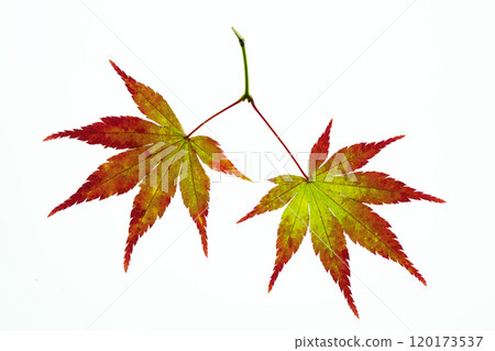 Transillumination photography of maple trees beginning to turn red Transillumination photography of maple trees beginning to turn red 120173537