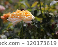 Caramel Antique 120173619
