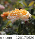 Caramel Antique 120173620