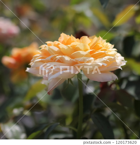 Caramel Antique Caramel Antique 120173620