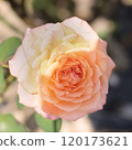 Caramel Antique 120173621