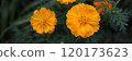  Kivanacosmos 120173623