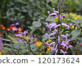 Plectranthus Mona Lavender 120173624