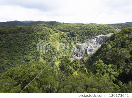 Tropical rainforest forest 120173641