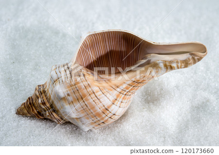 Trapezium fascilarium Seashell on White Sand Trapezium fascilarium Seashell on White Sand 120173660