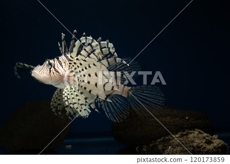 獅子魚、獅子魚、毒魚、虎魚、自由軟魚 獅子魚、獅子魚、毒魚、虎魚、自由軟魚 120173859