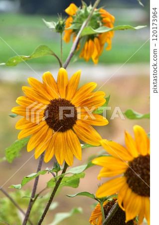 Red sunflower Red sunflower 120173964