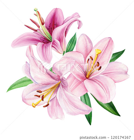 beautiful watercolor bouquet of pink lilies with green leaves, delicate botanical flower illustration, isolated design beautiful watercolor bouquet of pink lilies with green leaves, delicate botanical flower illustration, isolated design 120174167