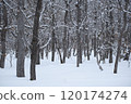 Snow-covered winter forest along the Sea of Okhotsk 120174274