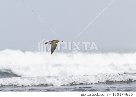 中shashigi的飛行 120174630