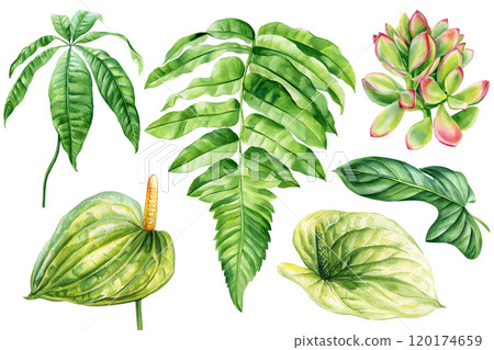 Tropical leaves, flowers set, exotic botanical illustration. Anthurium, fern, succulent isolated hand-painted clipart 120174659