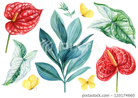 Botanical watercolor collection tropical leaves, flowers. Exotic hand-painted set. Red Anthurium, butterfly, palm leaf Botanical watercolor collection tropical leaves, flowers. Exotic hand-painted set. Red Anthurium, butterfly, palm leaf 120174660