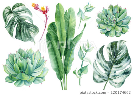 Watercolor tropical green plant, flowers set. Succulent, monstera, banana palm leaves isolated, exotic botanical clipart 120174662