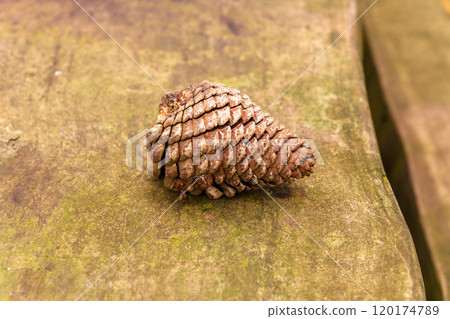 Dried brown fallen pine cone resting on rustic wood showcasing a natural decay process in autumn close up. Organic and rustic composition Dried brown fallen pine cone resting on rustic wood showcasing a natural decay process in autumn close up. Organic and rustic composition 120174789