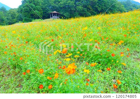 Cosmos in full bloom, Autumn cherry blossoms, Cosmosberg, Omoshiroyama Plateau Cosmos in full bloom, Autumn cherry blossoms, Cosmosberg, Omoshiroyama Plateau 120174805
