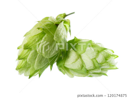 Fresh green hops branch, isolated on a white background. Hop cones with leaf. Organic Hop Flowers. Clipping path. 120174875