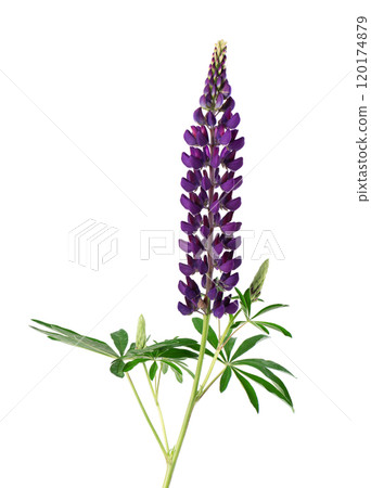 Purple lupine flowers isolated on white background. Bunch of colorful lupines, spring flower. Purple lupine flowers isolated on white background. Bunch of colorful lupines, spring flower. 120174879