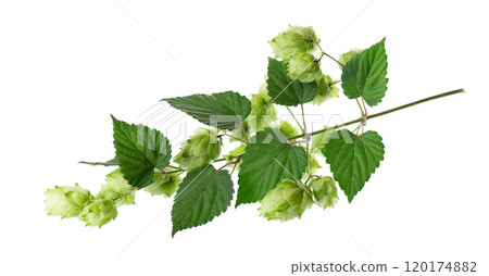 Fresh green hops branch, isolated on a white background. Hop cones with leaf. Organic Hop Flowers. Clipping path. 120174882