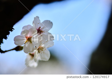 Cherry background material Cherry background material 120174917