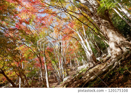 Autumn leaves at Mt. Amagake 120175108
