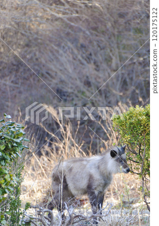 草地上的羚羊 草地上的羚羊 120175122