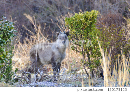 Antelope standing on the grassland 120175123