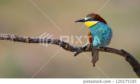 Bee-eater 120175185